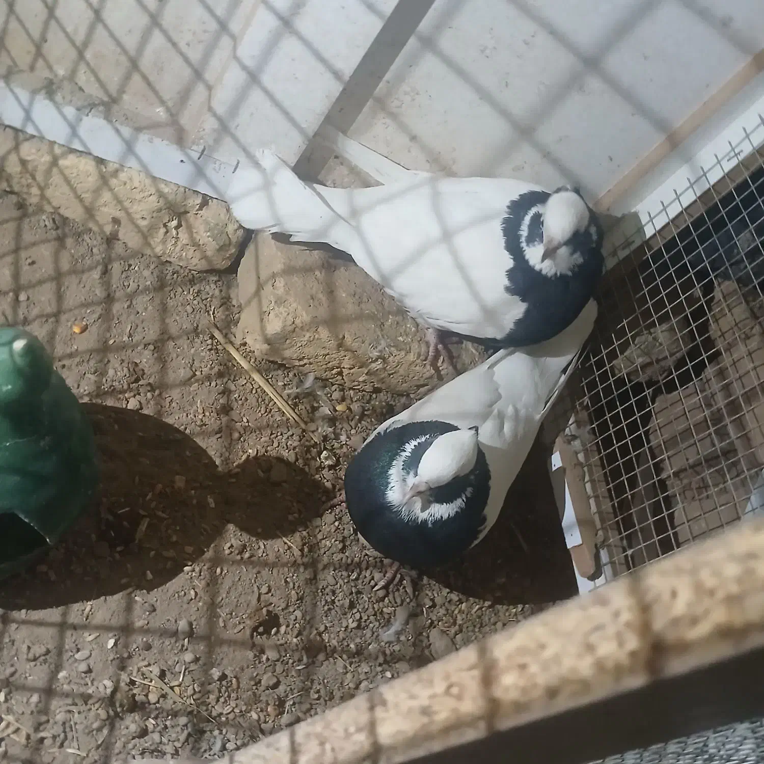 کبوتر طوقی|پرنده|شال, |دیوار