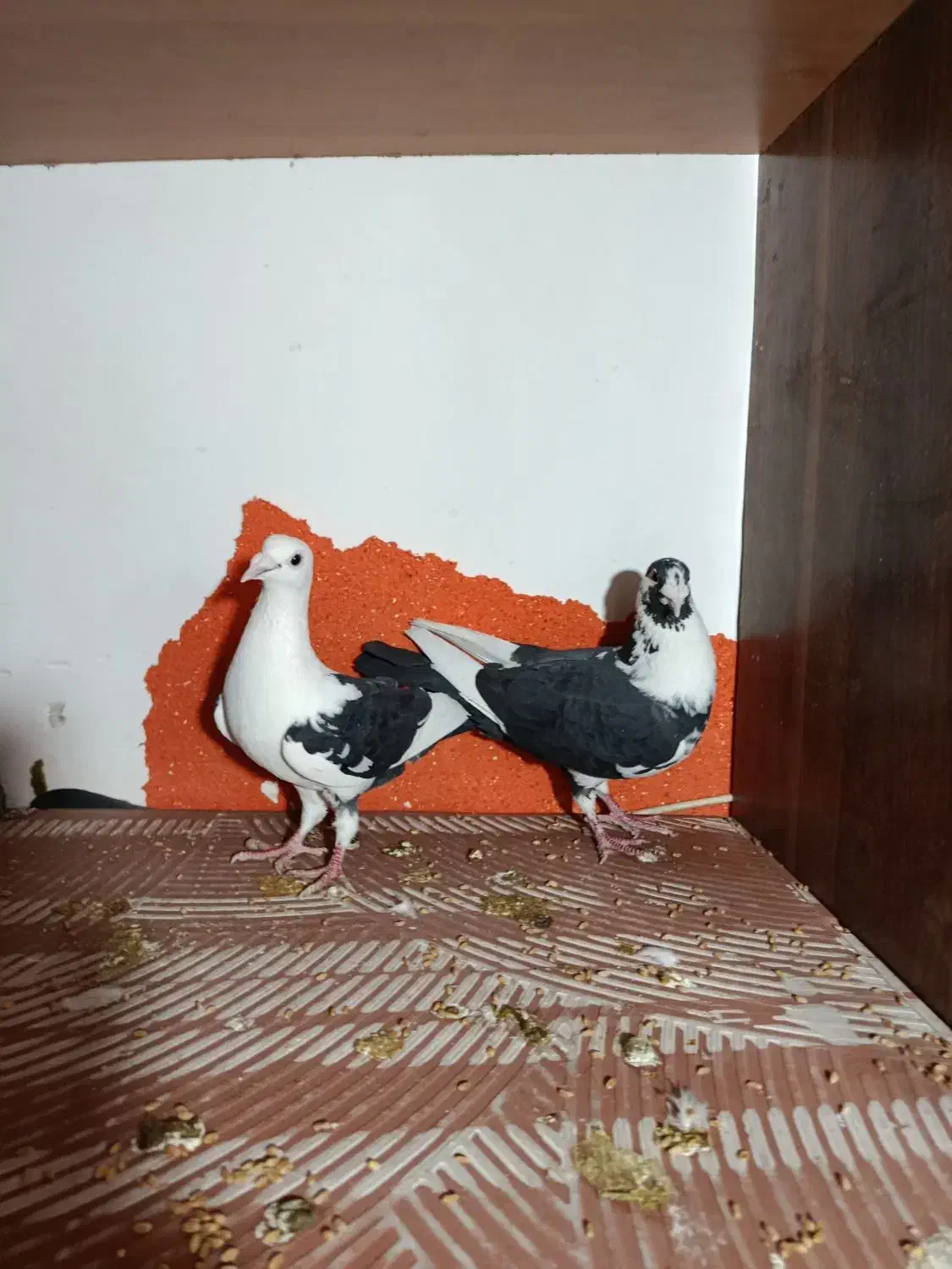 کفتر ابلغ|پرنده|چناران, |دیوار