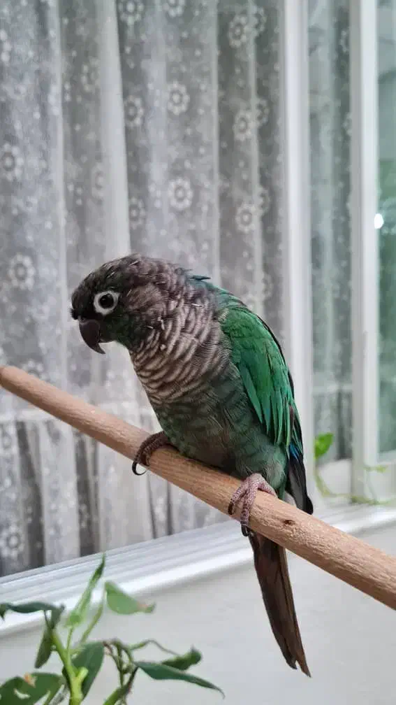 گرینچیک|پرنده|تهران, جنت‌آباد مرکزی|دیوار