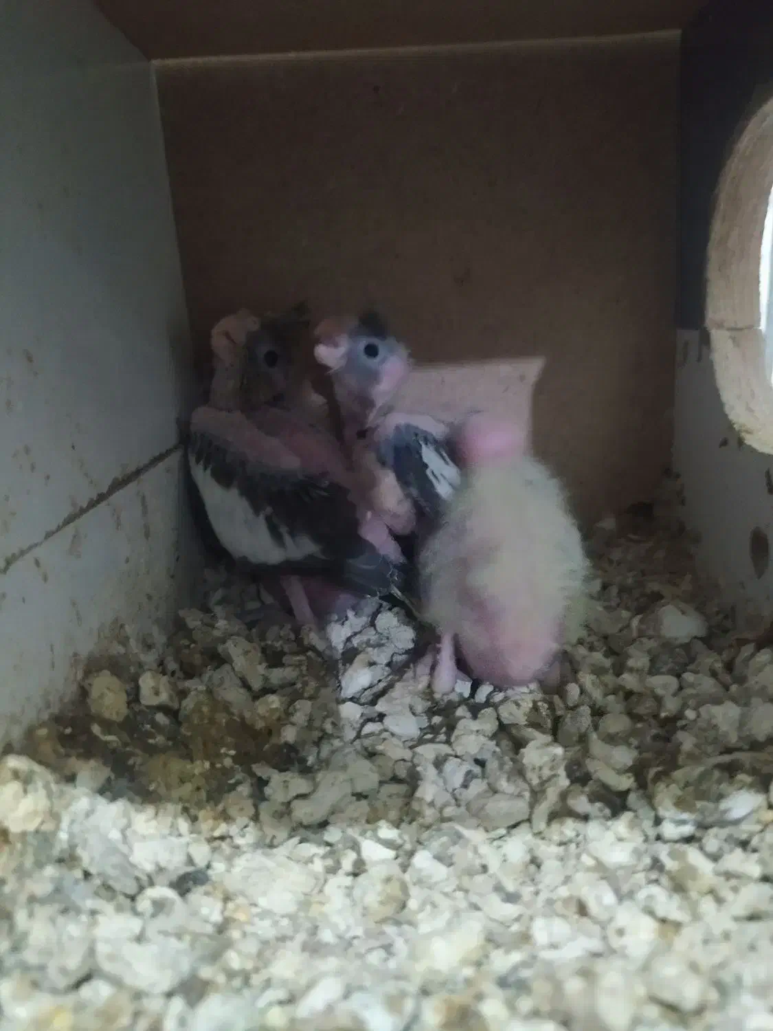 سرلاکی|حراج|پارس‌آباد, |دیوار