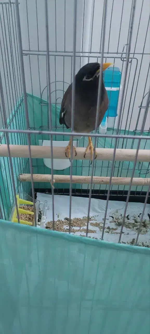 مرغ مینا|پرنده|تهران, شهرک فردوس (حسینی)|دیوار