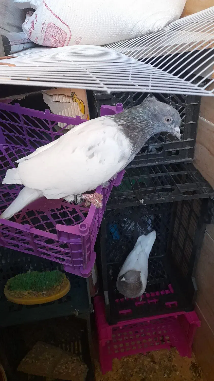 کبوتر|پرنده|مشهد, انقلاب|دیوار