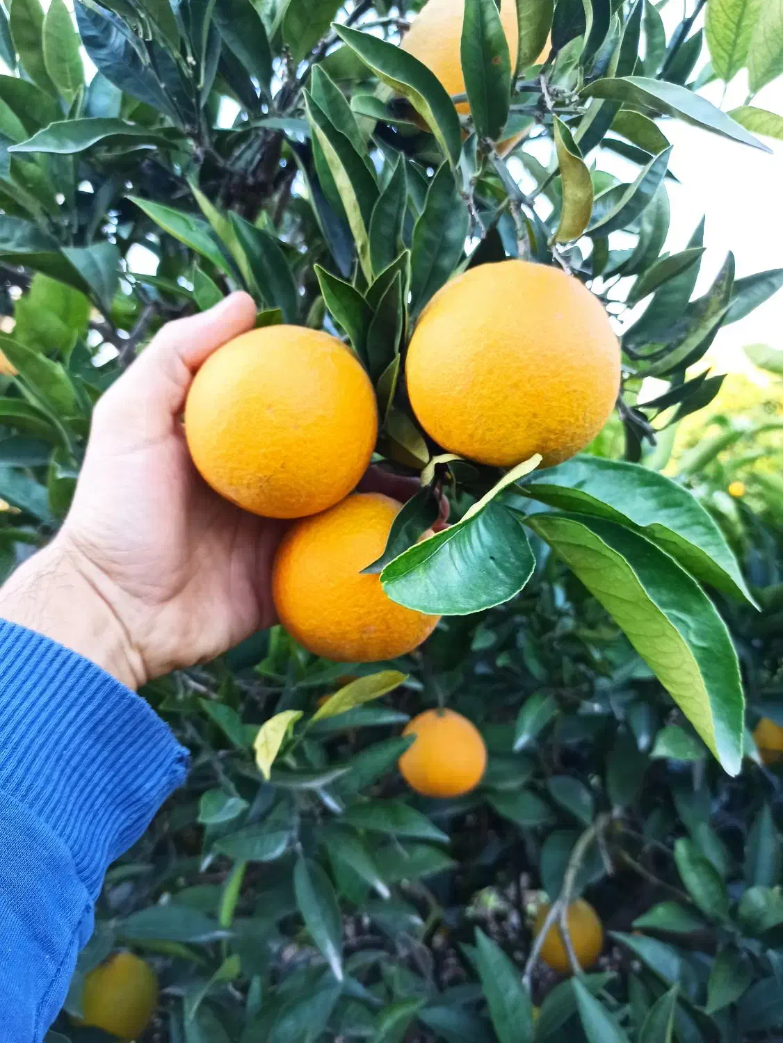 فروش پرتقال|حراج|فرح آباد, |دیوار