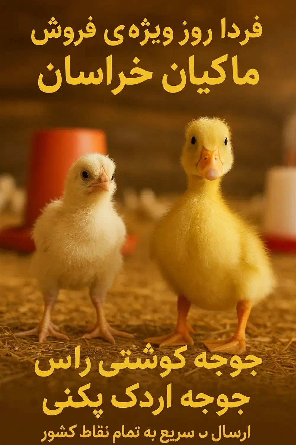 جوجه گوشتی اردک پکنی|حیوانات مزرعه|مشهد, حجت|دیوار