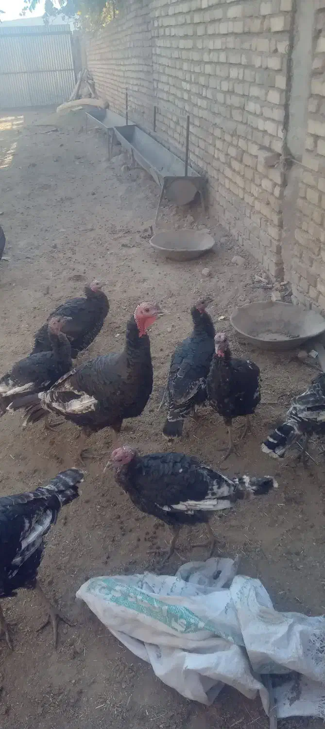 بوقلمون|حیوانات مزرعه|قیدار, |دیوار