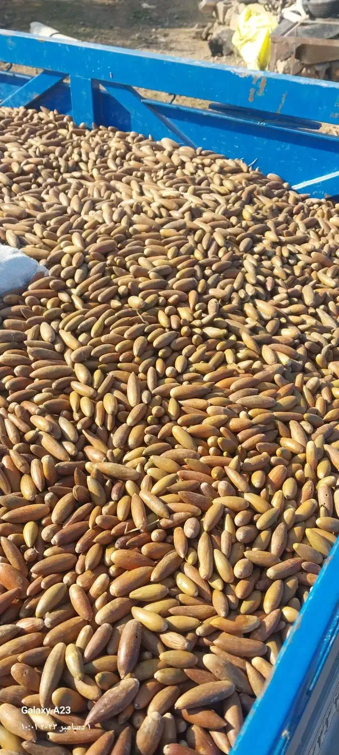 بلوط درجه یک ریز|حیوانات مزرعه|شوشتر, |دیوار