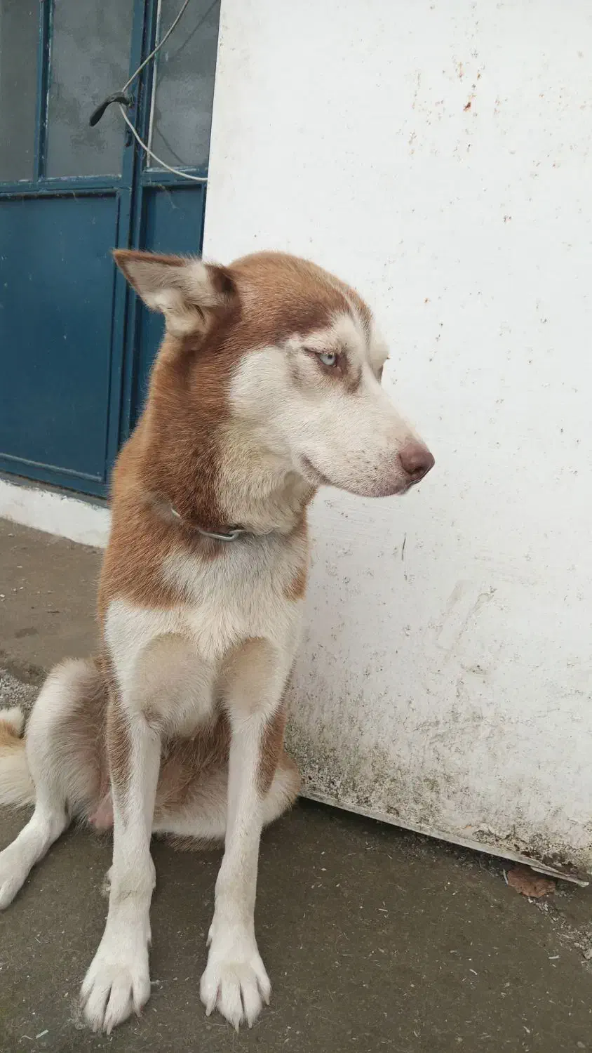 هاسکی سیبرین واگذاری|سگ|آستارا, |دیوار