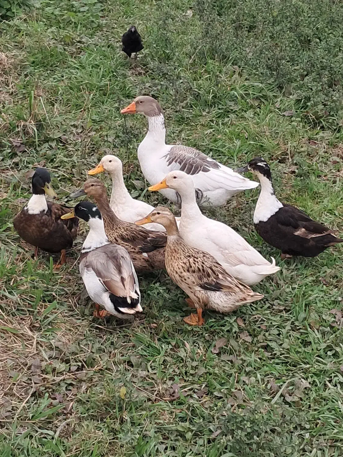 اردک و غاز محلی درشت|حیوانات مزرعه|فومن, |دیوار