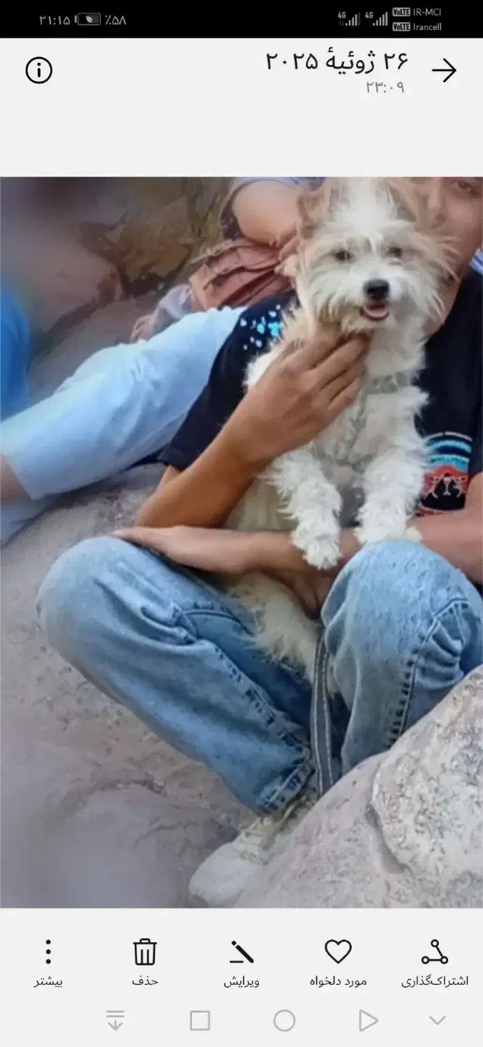 سگ شیتزو|سگ|کرمان, |دیوار