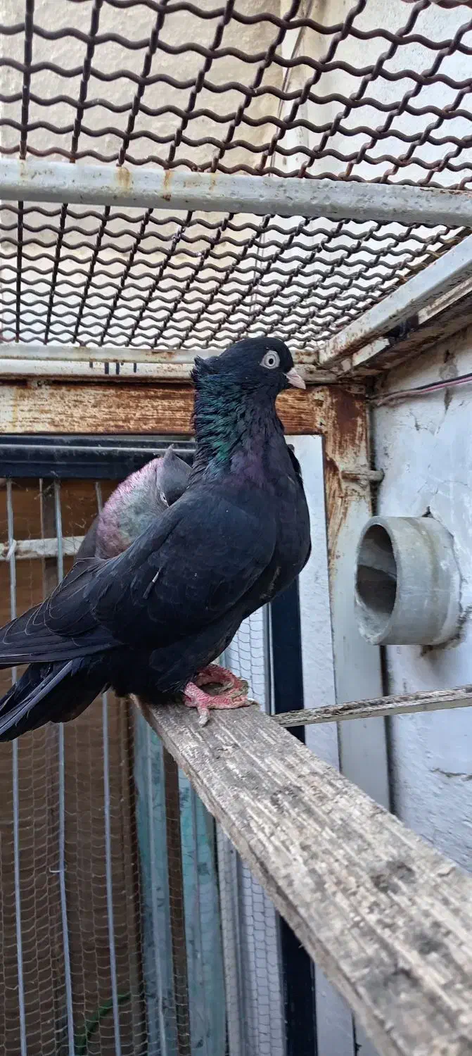 کبوتر زاغ آبادانی|پرنده|قائمشهر, |دیوار