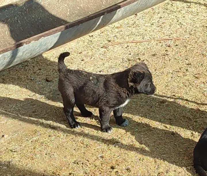 حیوان نرو ماده|سگ|آبگرم, |دیوار