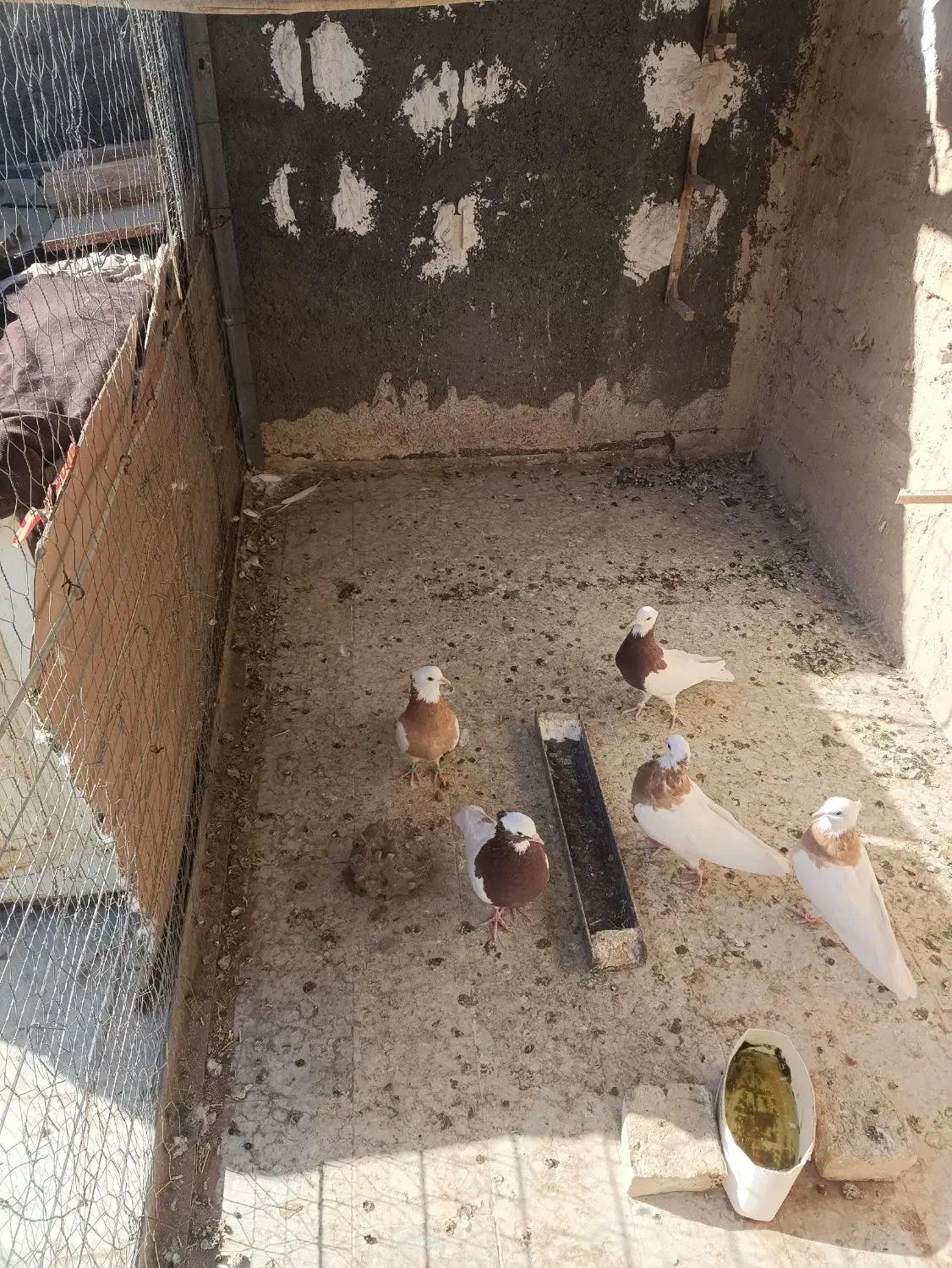 طوقی|پرنده|کاشمر, |دیوار