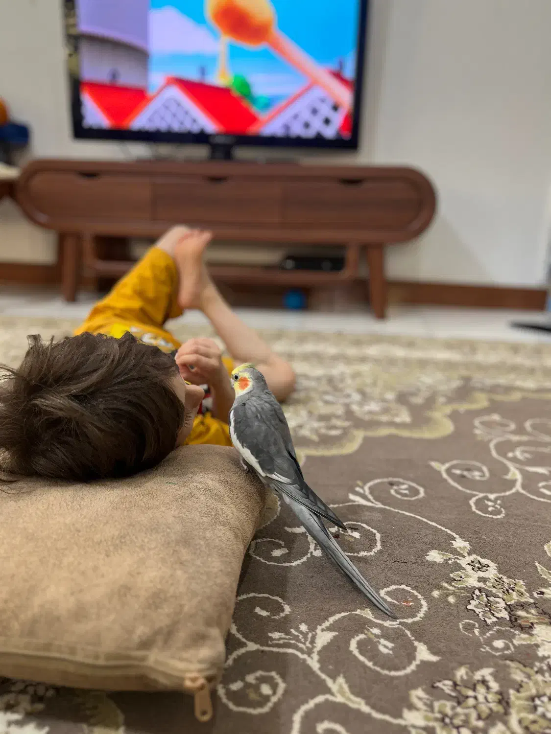 عروس هلندی سخن گو|پرنده|صومعه‌سرا, |دیوار