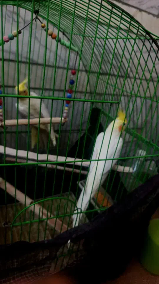 یک جفت عروس هلندی|پرنده|نرماشیر, |دیوار