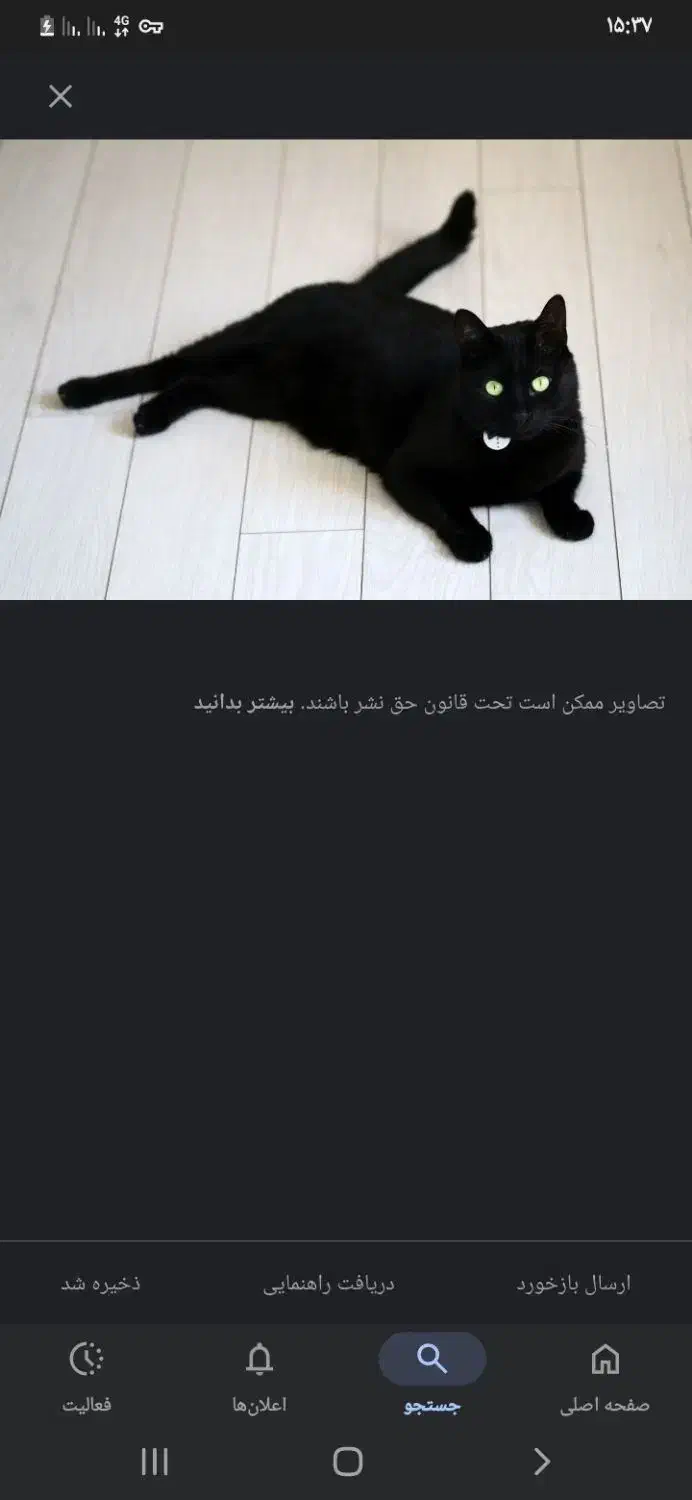 گربه اسکاتیش|گربه|اراک, |دیوار