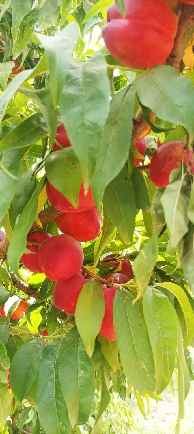 انواع نهال شلیل|خدمات باغبانی و درختکاری|شاهین‌شهر, فرودگاه هسا|دیوار