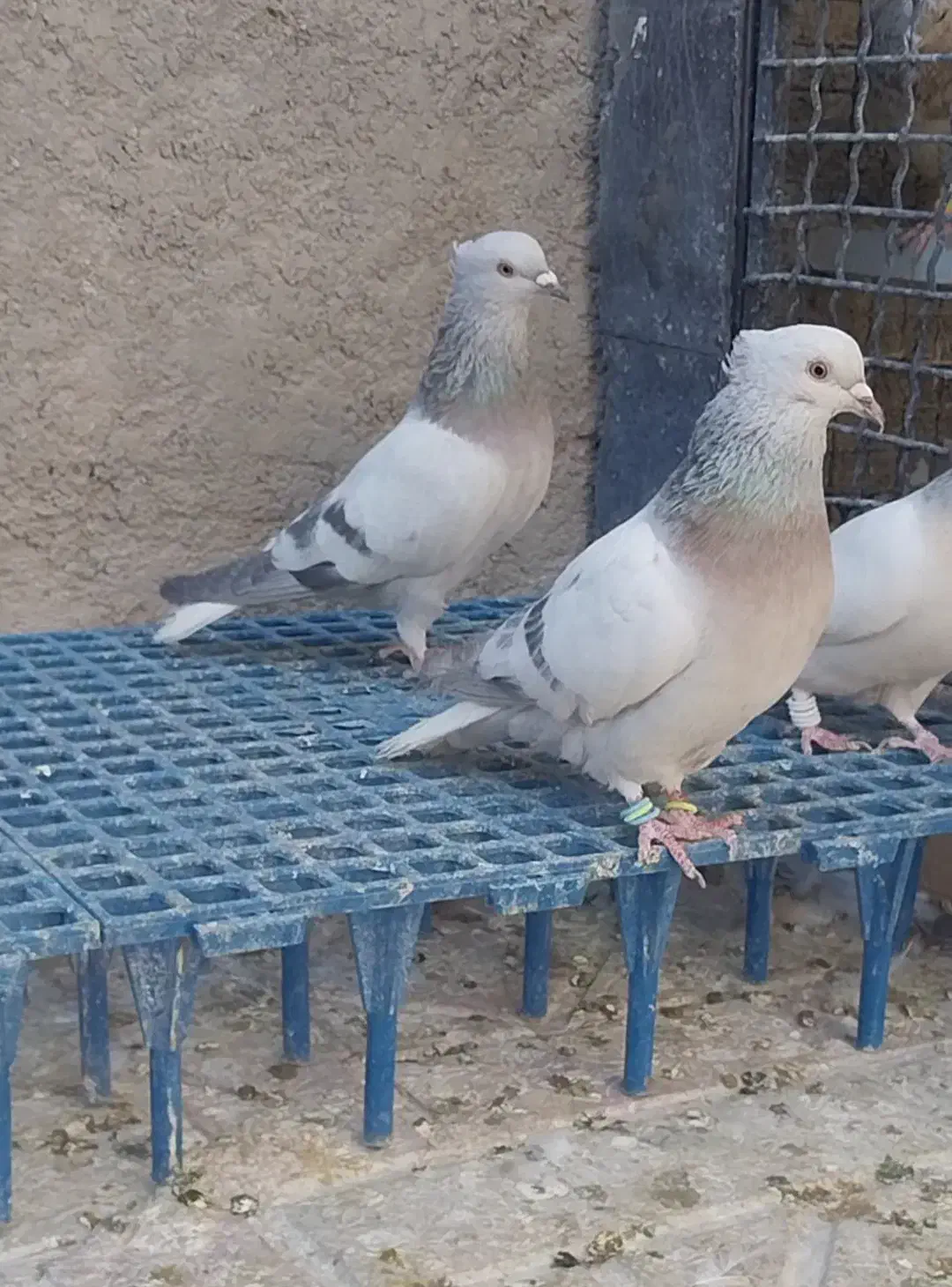 کفتر دم سفید و سینه سبز و دمبی|پرنده|صدرا-فارس, فاز ۱|دیوار