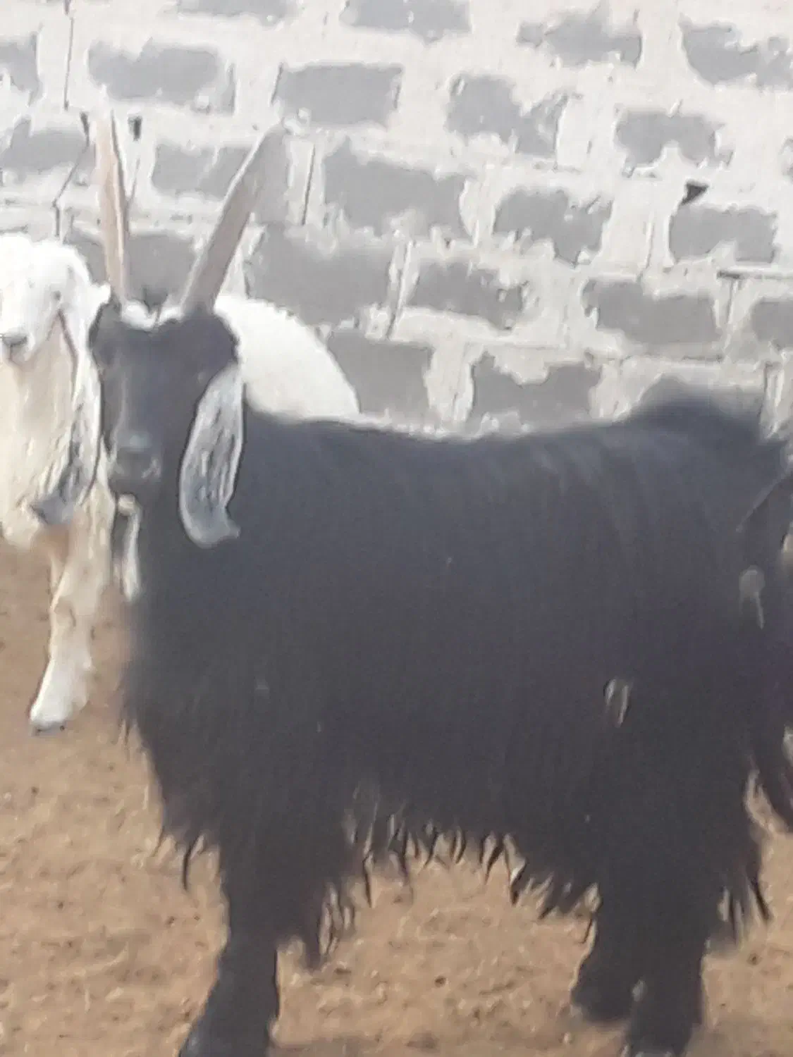 فروش چبیش نر تخمی|حیوانات مزرعه|پاسارگاد, |دیوار