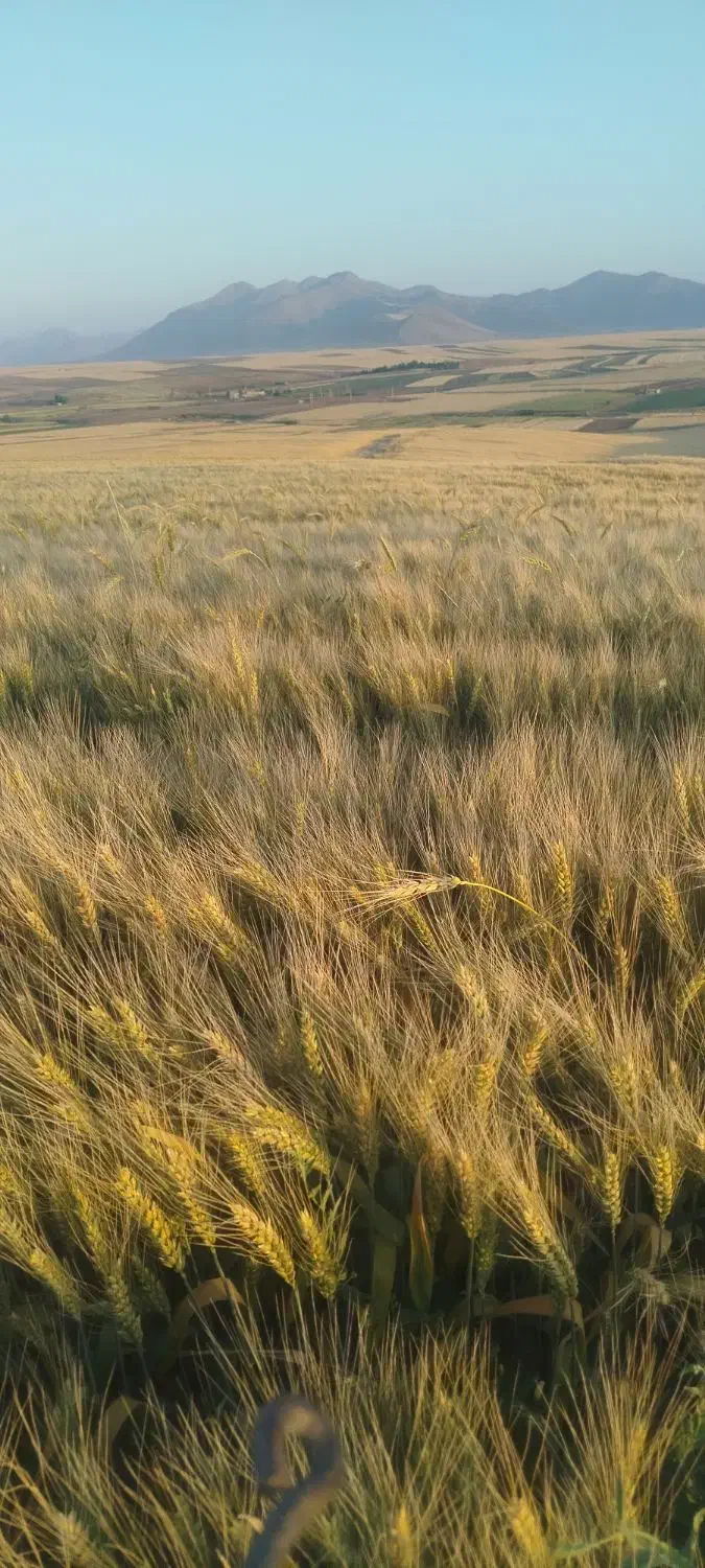 بذر گندم فلکسا تناژ بالا|گل و گیاه طبیعی|الیگودرز, |دیوار