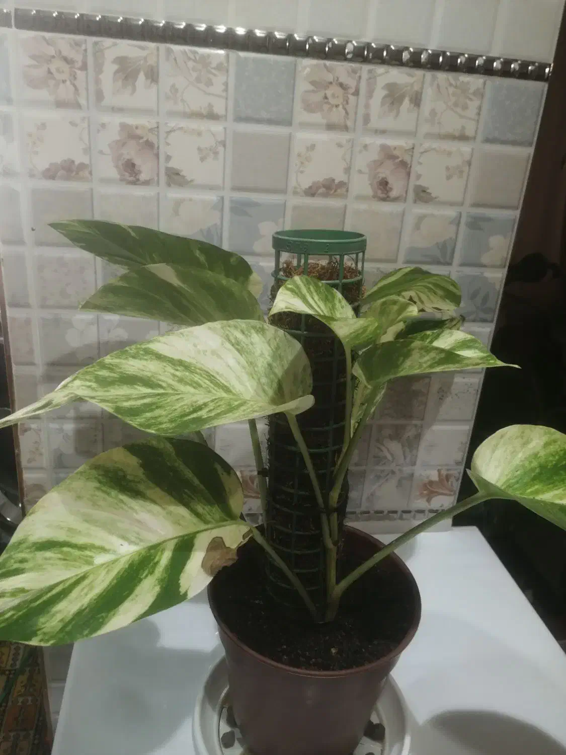 پتوس برگ پهن|گل و گیاه طبیعی|تهران, بهداشت|دیوار