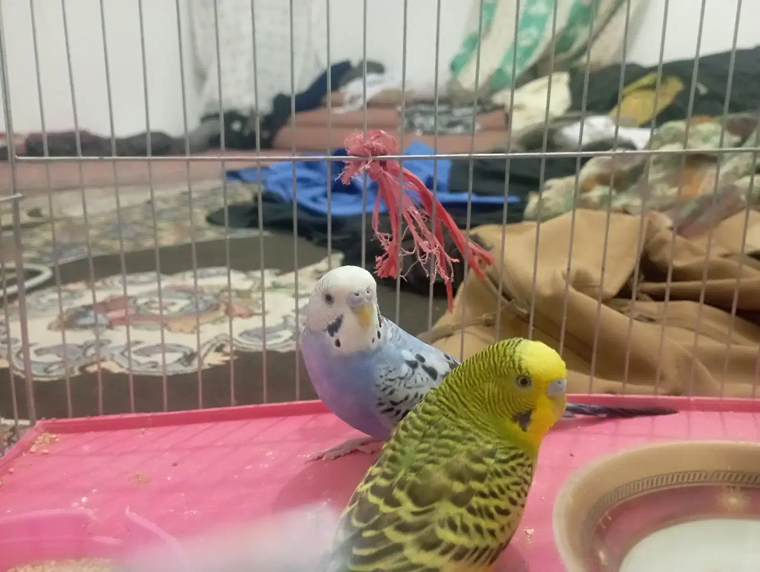 مرغ عشق|پرنده|توکهور, |دیوار