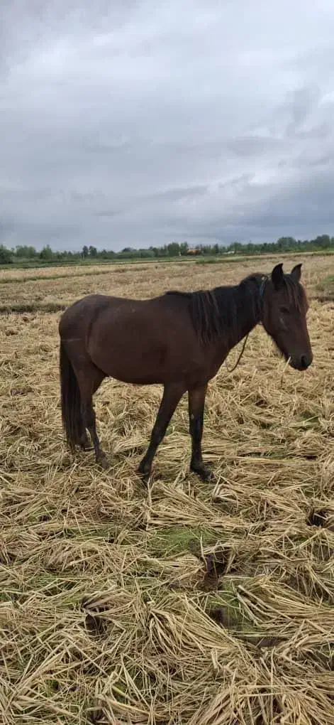 اسب سه ساله بسیار آرام وزیبا|اسب و تجهیزات اسبسواری|رشت, حومه رشت|دیوار