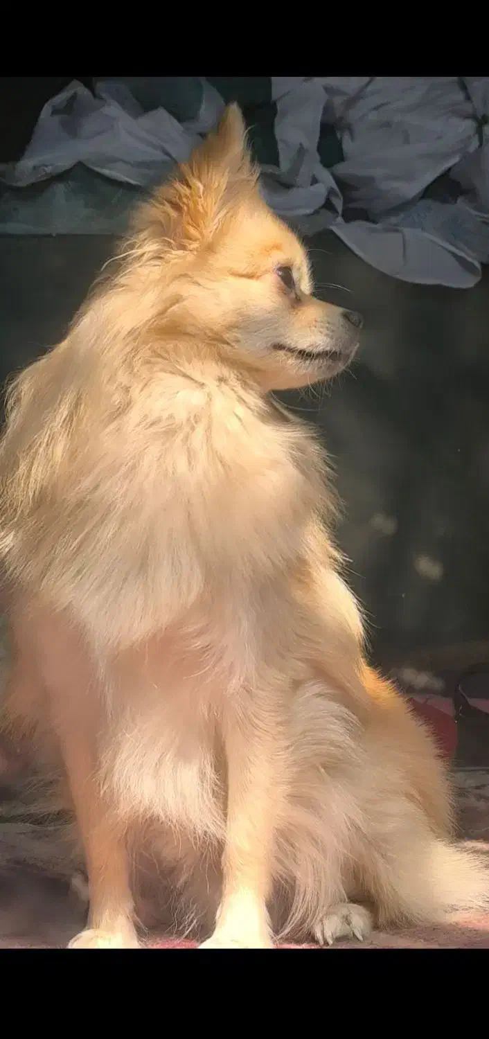 فروش سگ|سگ|برازجان, |دیوار