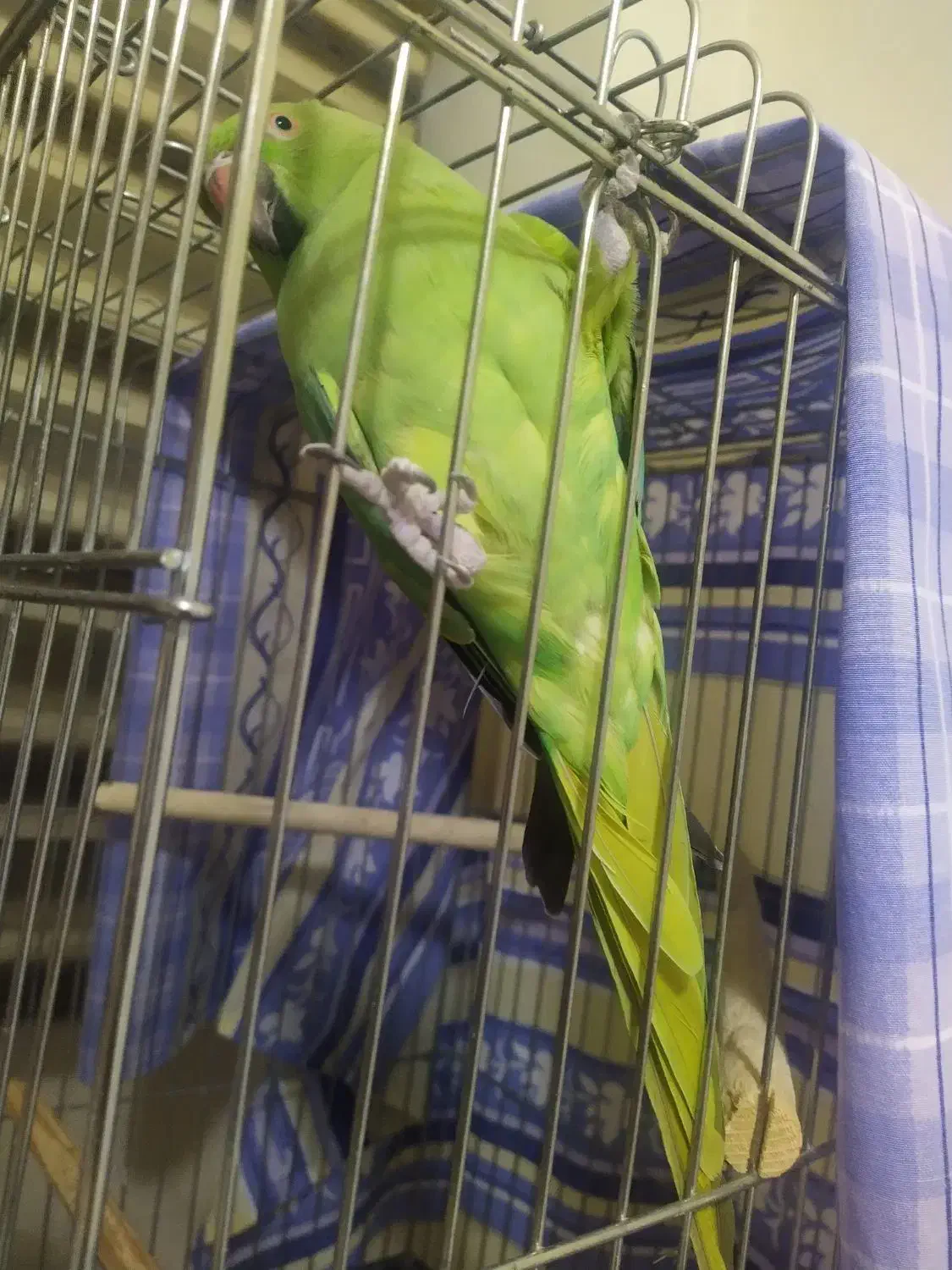 طوطی ملنگو|پرنده|فردیس, شهرک گلها|دیوار