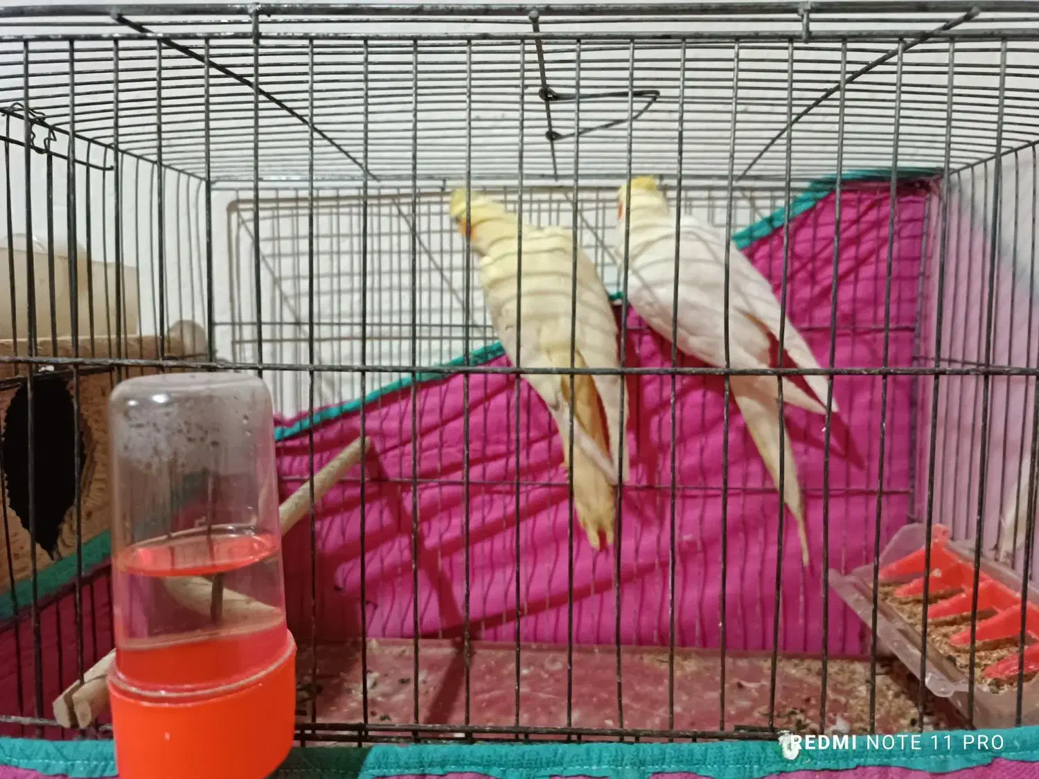 جفت عروس|پرنده|رشت, فلسطین|دیوار