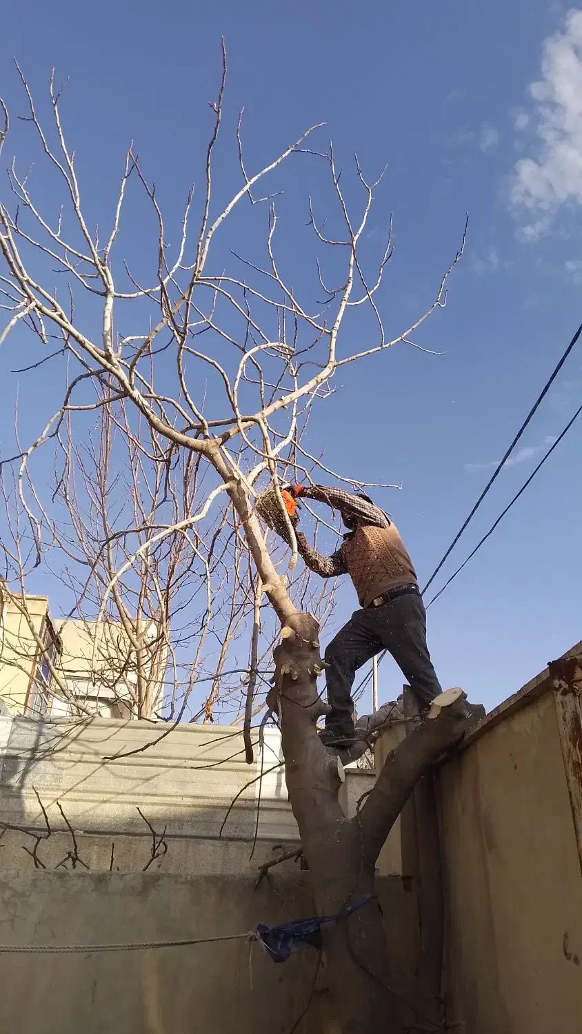 خرید چوب قطع وهرس انواع درختان با اره‌برقی|خدمات باغبانی و درختکاری|کرمانشاه, |دیوار