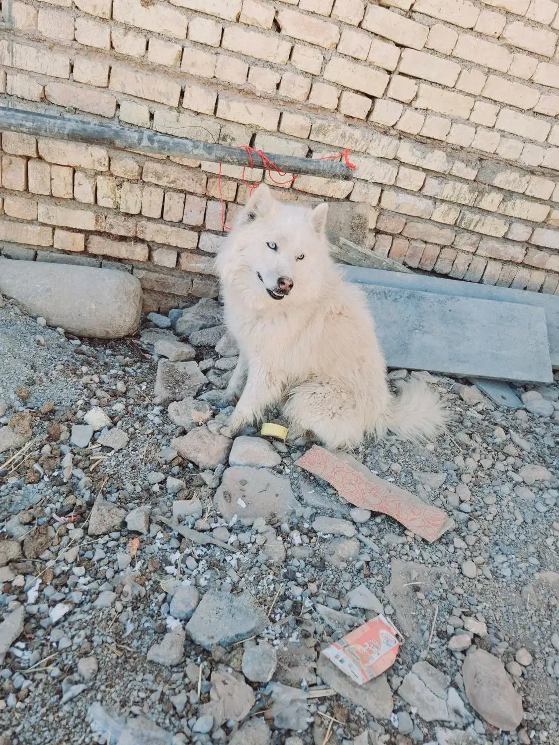 سگ سامویید|سگ|اصفهان, باغ زرشک|دیوار