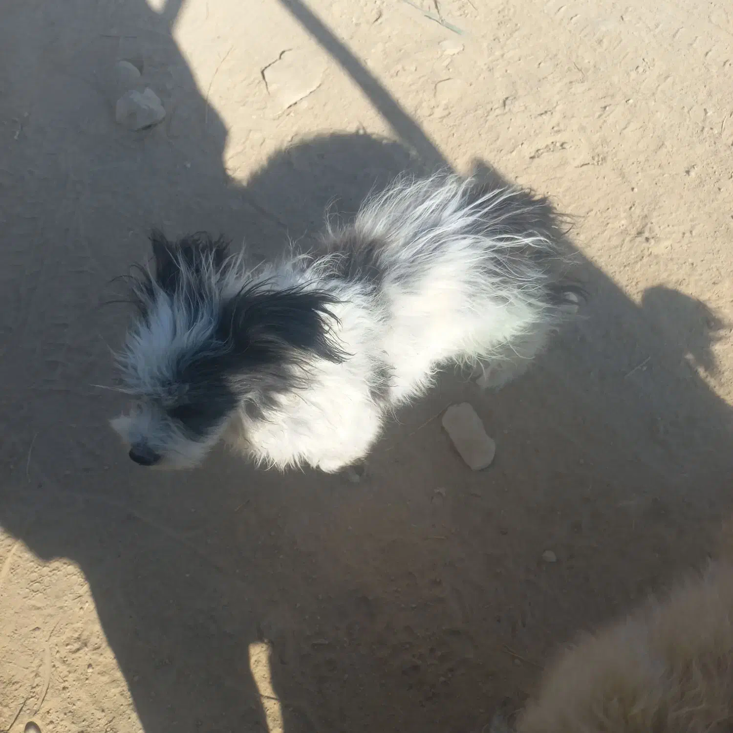 گمشده|سگ|فیروزآباد (فارس), |دیوار