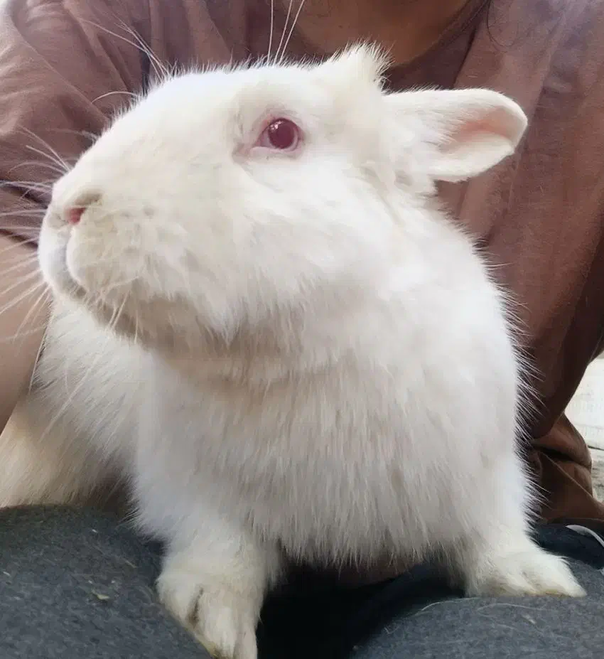 واگذاری رایگان خرگوش|موش و خرگوش|خمینی‌شهر, |دیوار