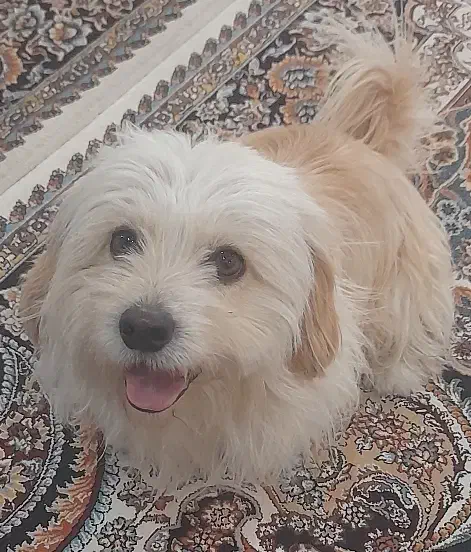 فروشی|سگ|شیروان (خراسان), |دیوار