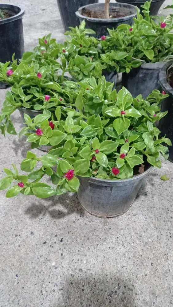 فروش گل|گل و گیاه طبیعی|میناب, |دیوار