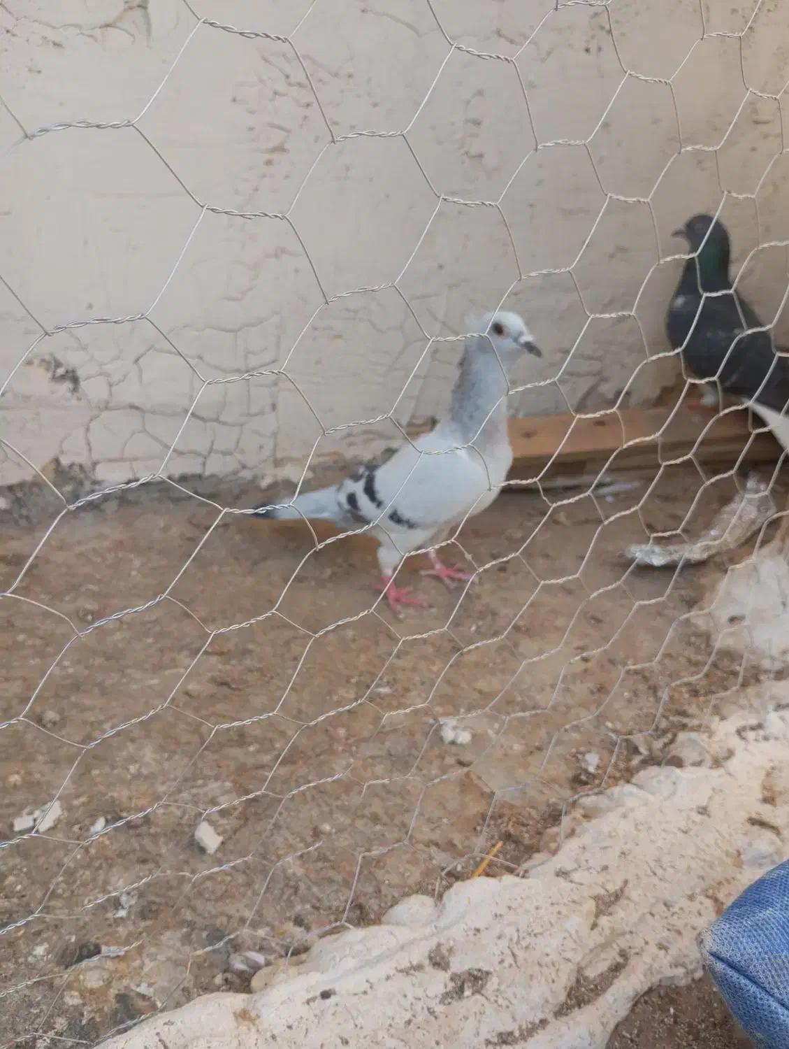 کفتر شامی ماده|پرنده|رضویه, |دیوار