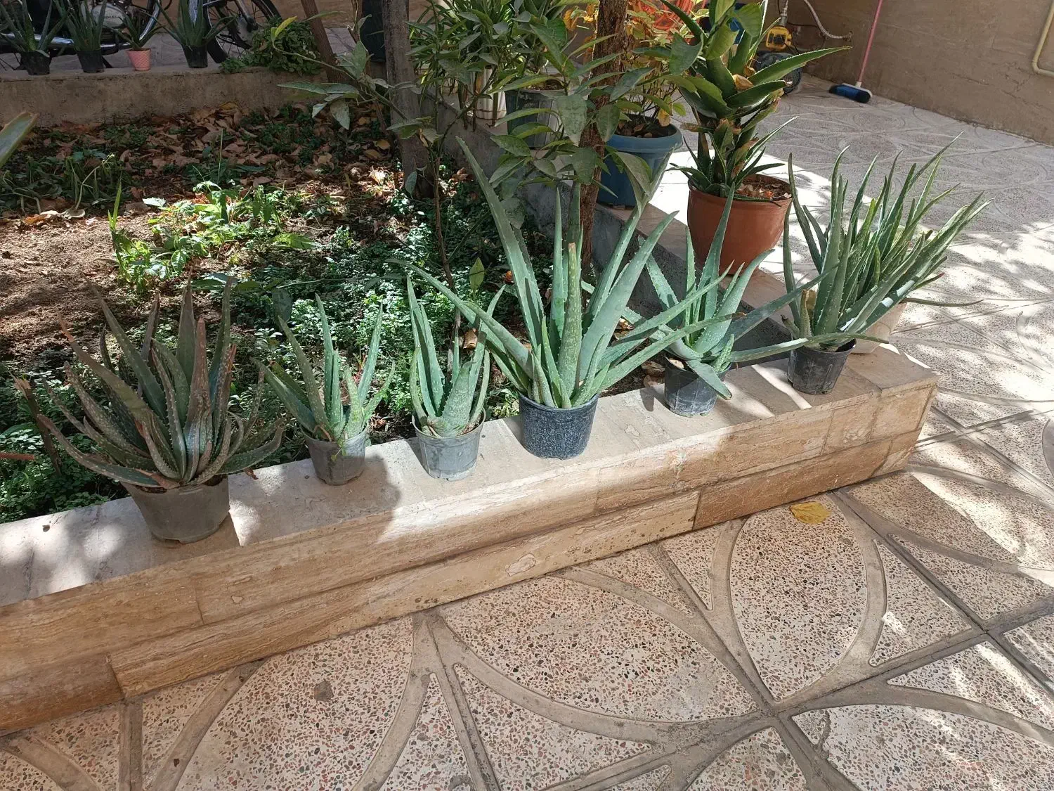 آلور اخوب و پر از ژله|گل و گیاه طبیعی|ورامین, ورامین|دیوار