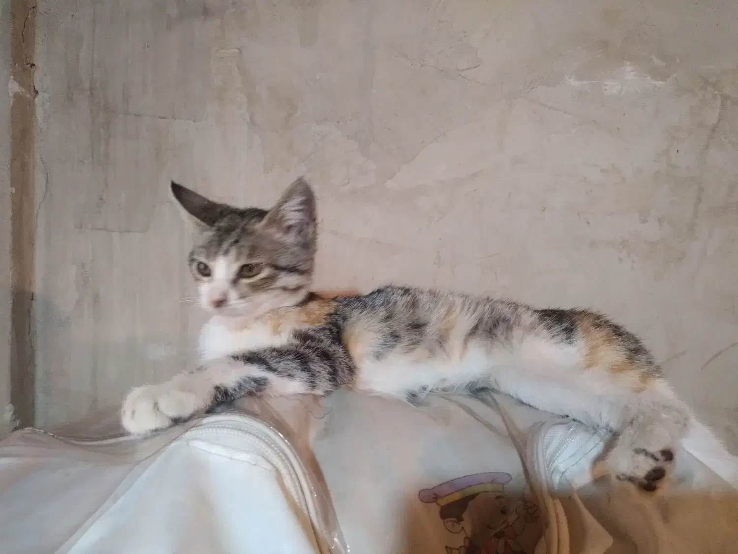 واگذاری رایگان بچه گربه ماده ۳ ماهه|گربه|بوکان, |دیوار