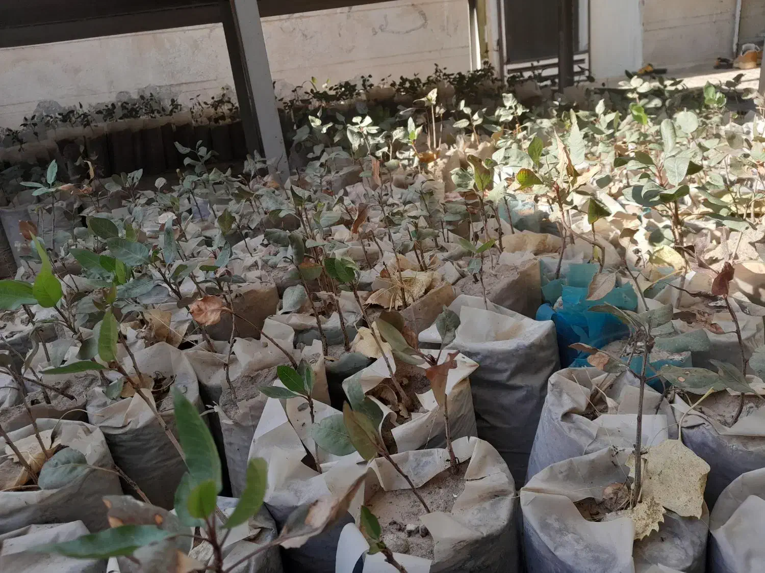 امسالی هستند ۵ماهه دونه ۸هزار|گل و گیاه طبیعی|مه ولات, |دیوار