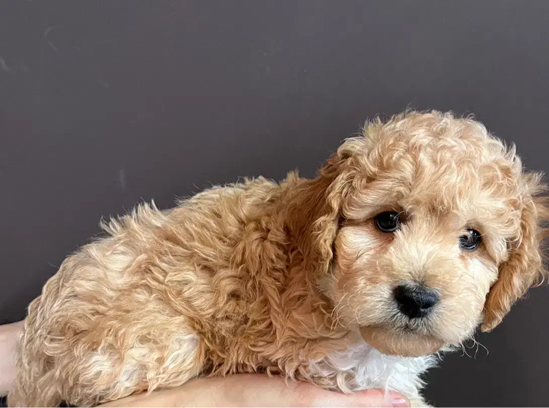 واگذاری پودل|سگ|نجفآباد, فردوسی|دیوار