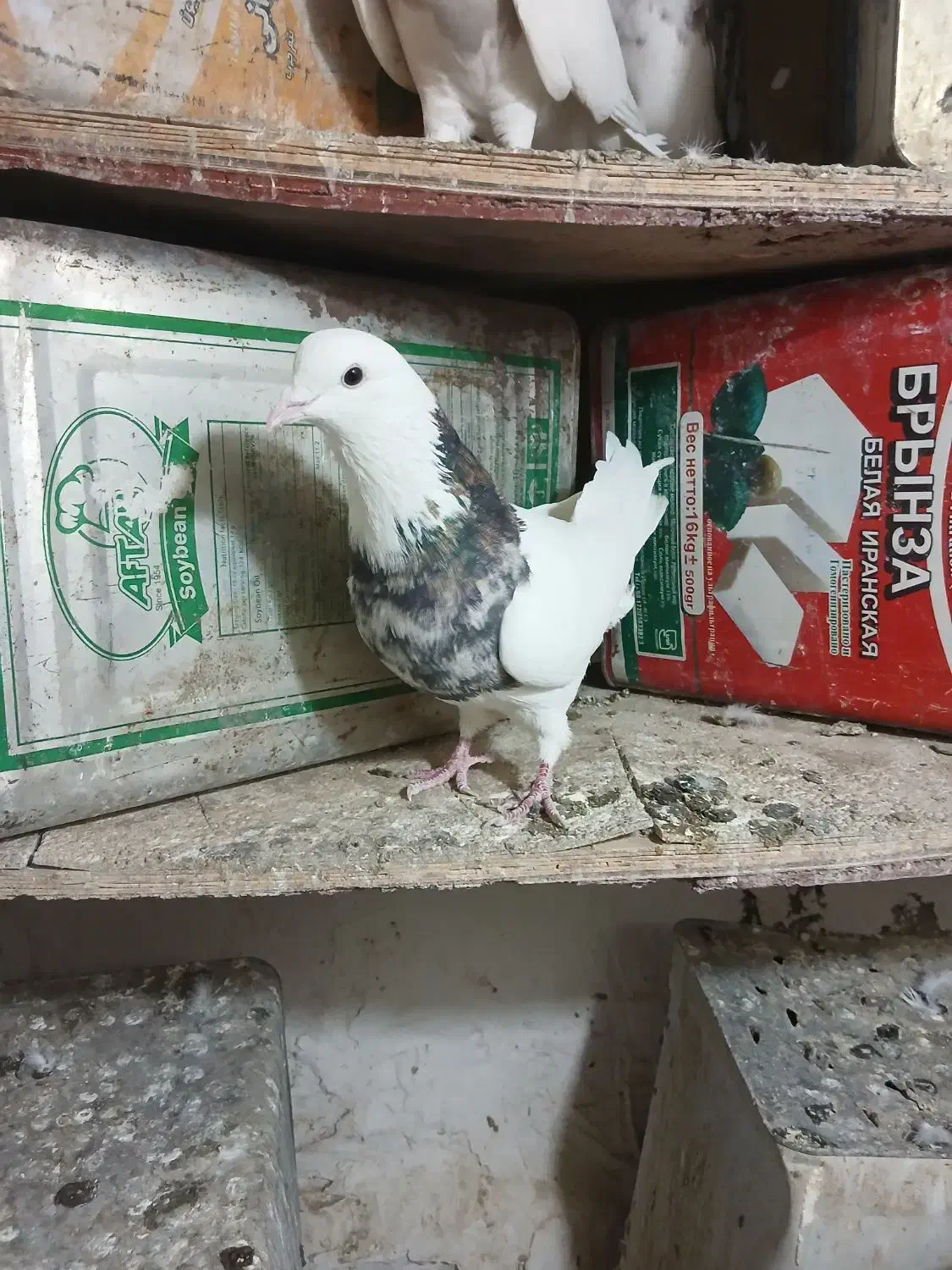 یک جفت طوقی .زمان جواب گوی ساعت ۷ شب ب بعد|پرنده|ملایر, |دیوار