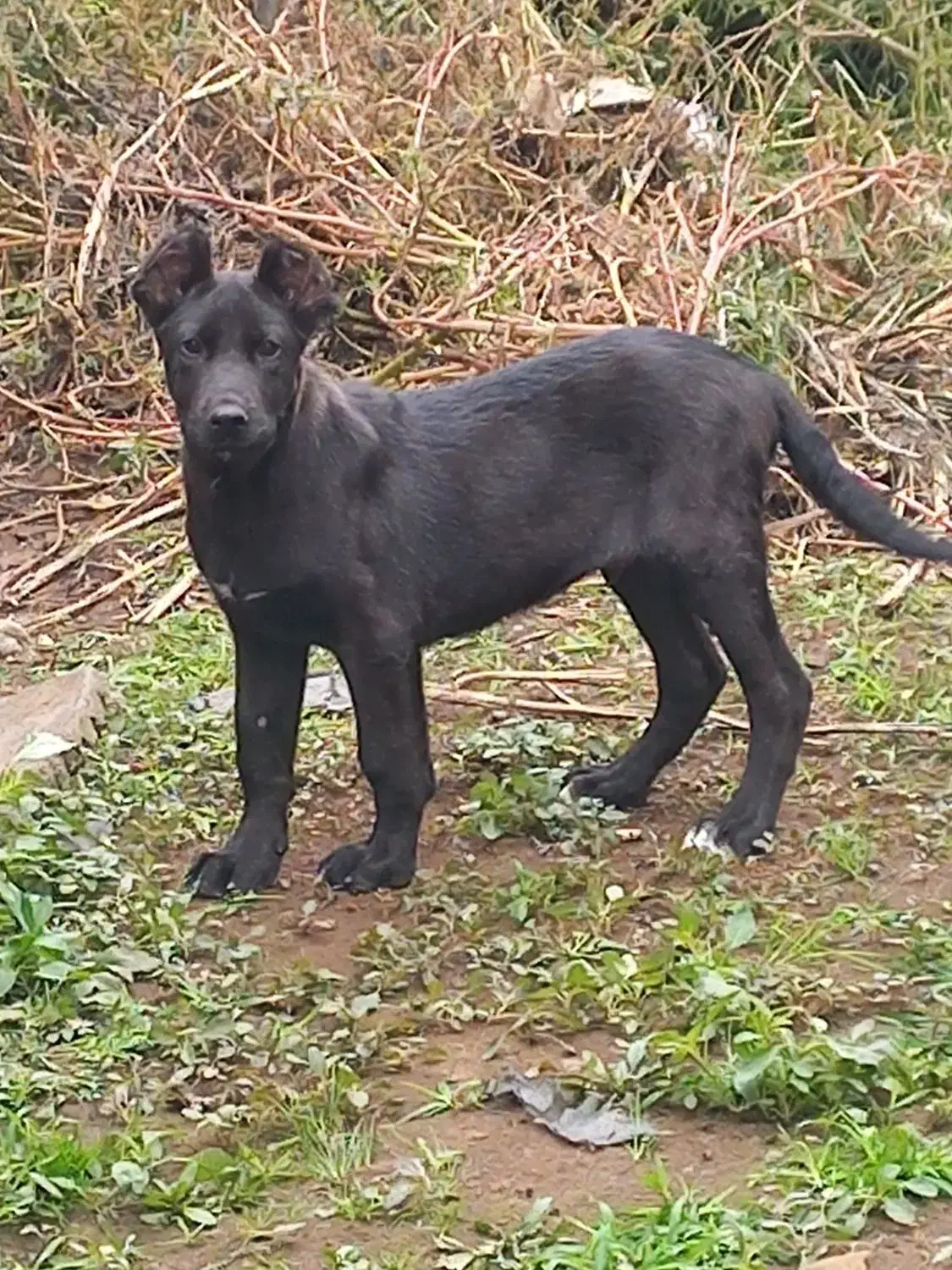 توله سرابی اصیل|سگ|رشت, بازار|دیوار