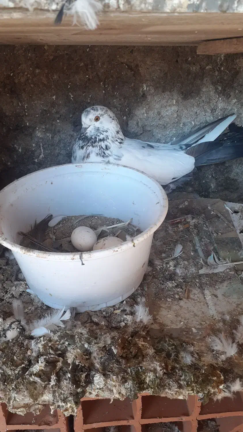 کبوتر|پرنده|سیمین شهر, |دیوار