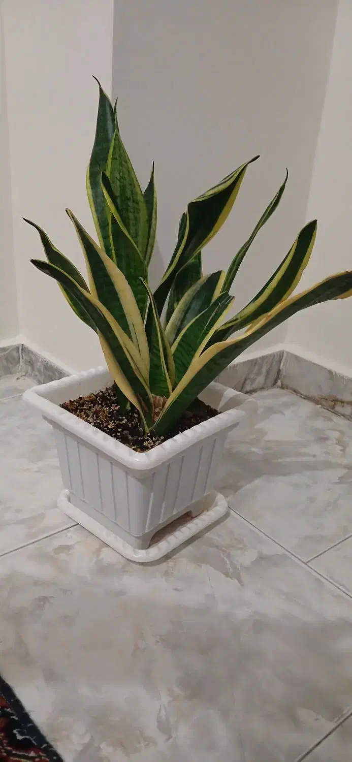 گل اپارتمانی|گل و گیاه طبیعی|فردیس, شهرک ارم|دیوار