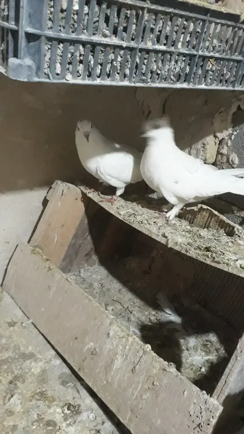 یه جفت کفتر نر و ماده|پرنده|کبودرآهنگ, |دیوار