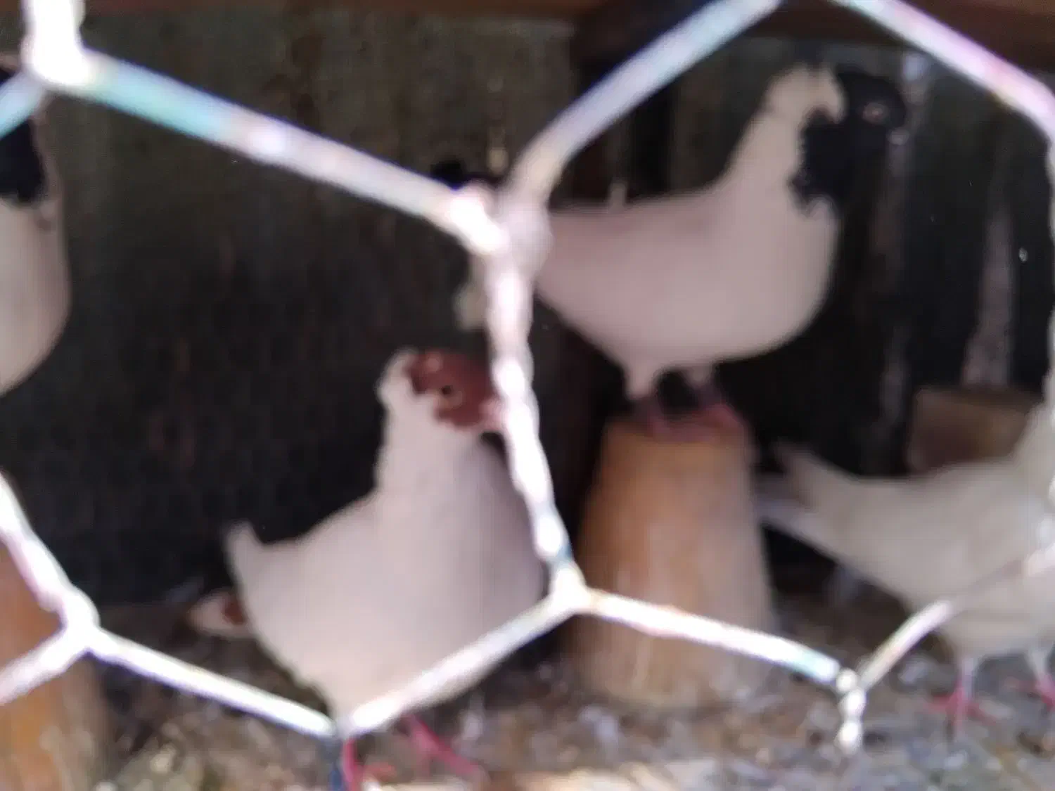 پرنده|پرنده|اصفهان, جنیران (لادان)|دیوار