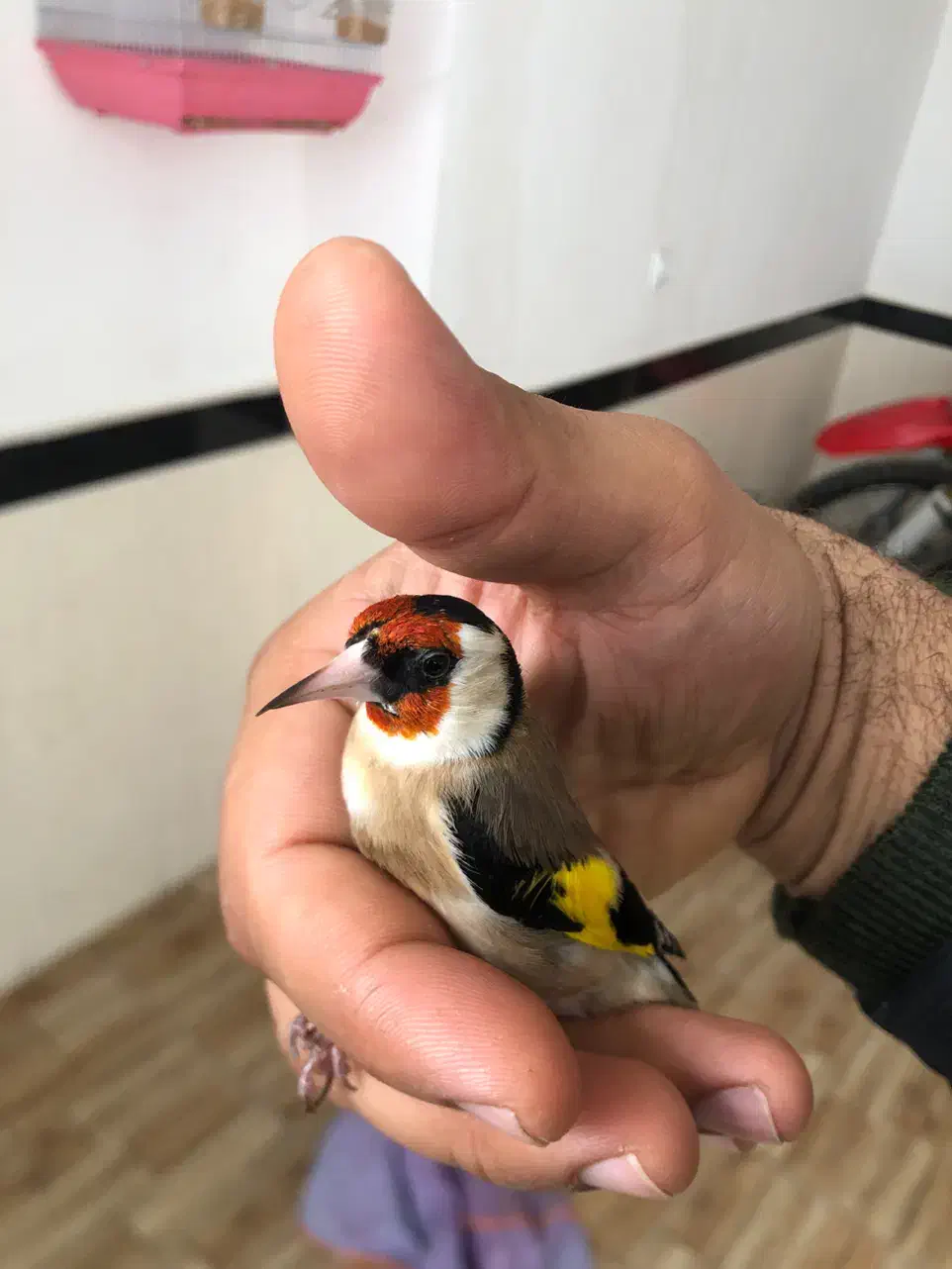 سهره نر|پرنده|مریوان, |دیوار