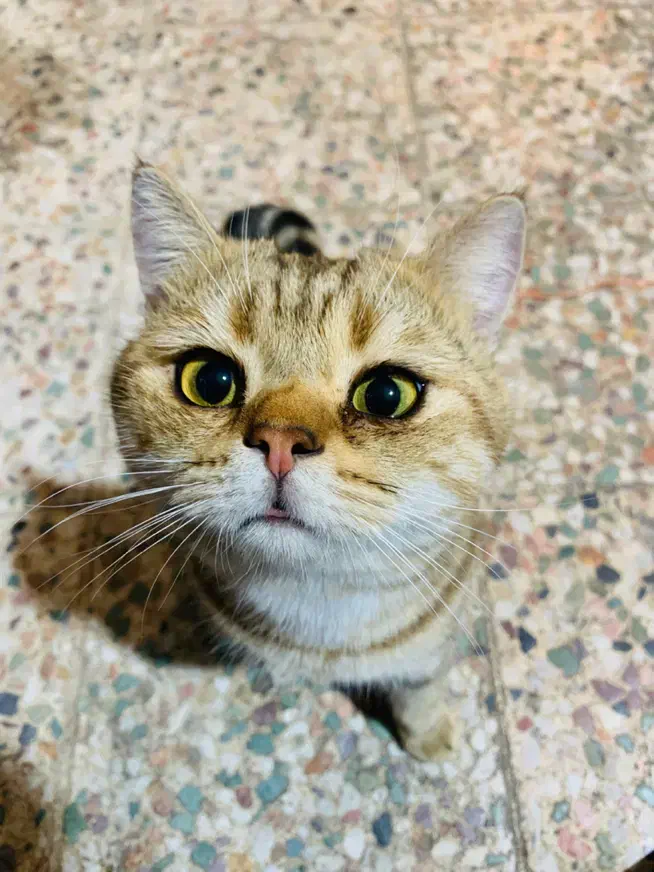 بریتیش شورت هیر|گربه|دزفول, |دیوار