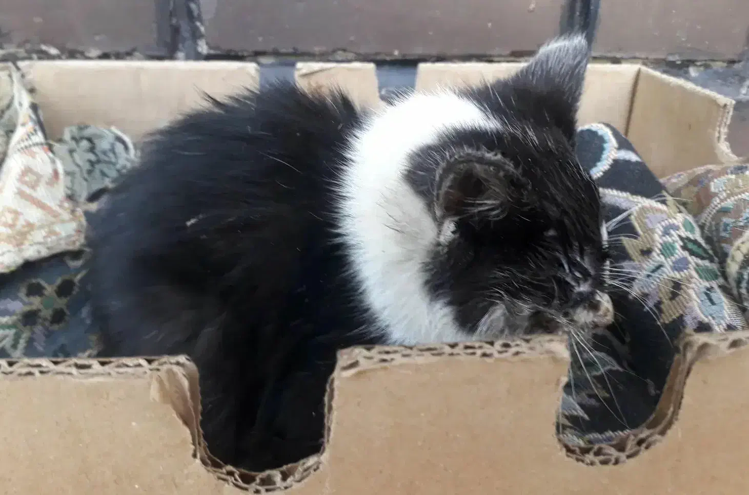 واگذاری بچه گربه نیاز به کمک|گربه|اصفهان, کوی امام|دیوار