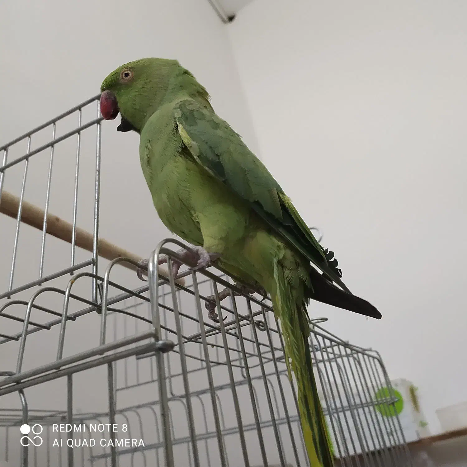 طوطی ملنگو دستی سخنگو|پرنده|بیرجند, |دیوار